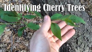 Identifying Wild Black Cherry Trees