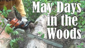 May Days in the Woods